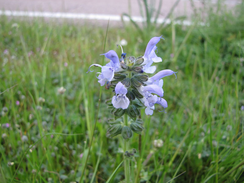 Salvia clandestina